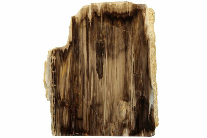 Polished, Petrified Wood (Metasequoia) Stand Up - Oregon #185137